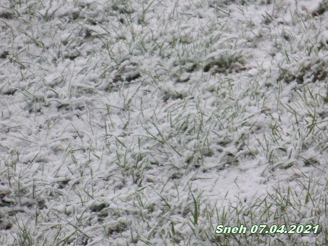 sneh 7 april